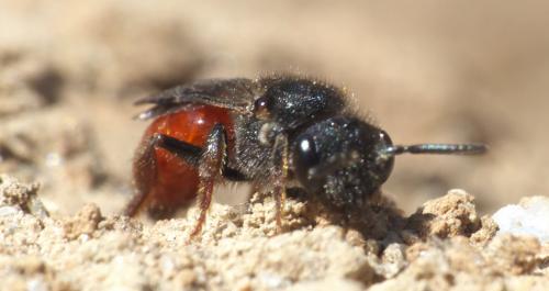 Réf. 280 659 : Sphecodes sp.